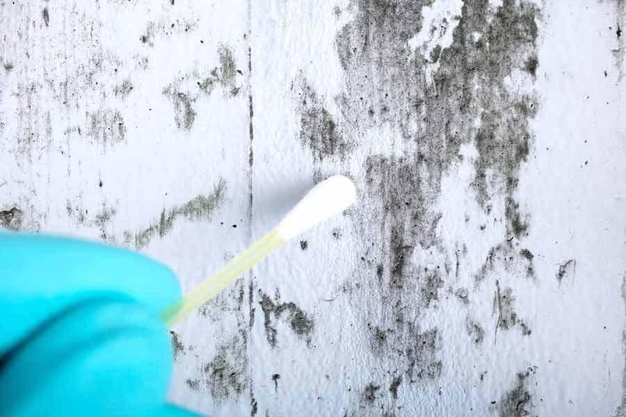 Mold Assessment (Surface) 2