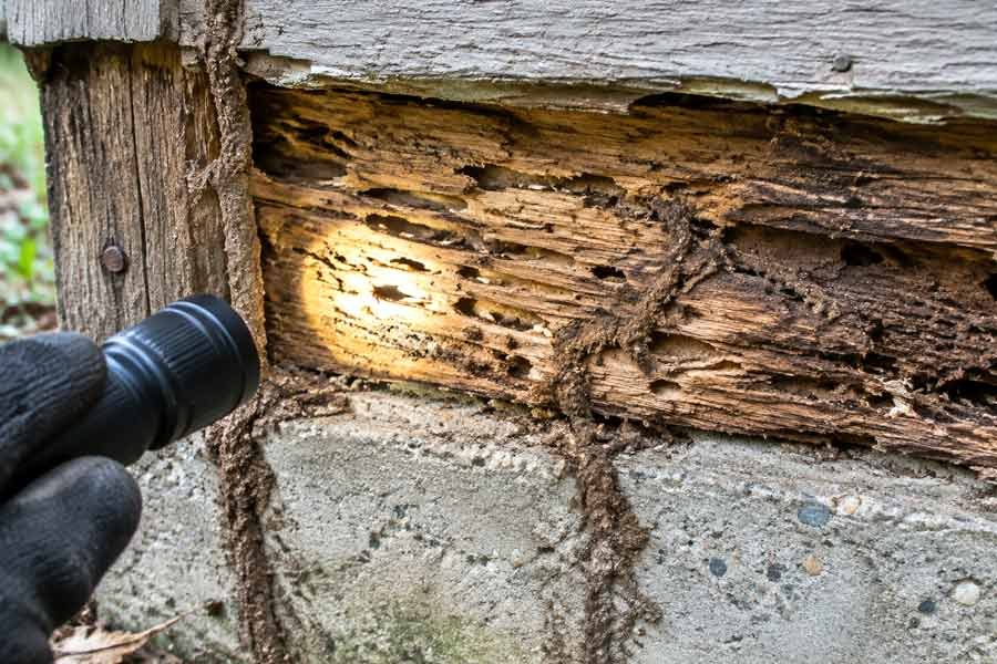 Wood-Destroying Insect (WDI) Inspection 4
