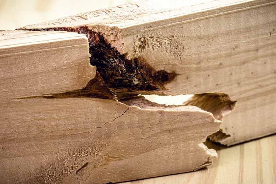 Selective Home Inspections, Wood Destroying Insect Inspection